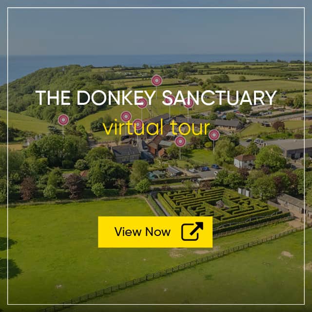 The Donkey Sanctuary Virtual Tour - Charity Organisation Virtual Tour