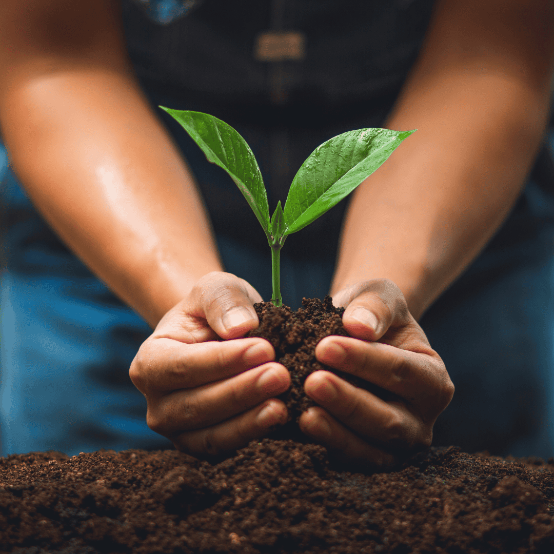 Hands holding soil with a small plant growing out of it